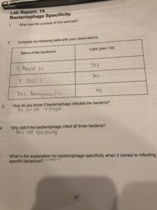 Lab Report: 14 Bacteriophage Specificity 1. What was the purpose of this exercise? 2. Complete the following table with your observations: Name of the bacterium Lysis (yes / no) S. Aureus (+) Yes E. Coli (-) Yes Ent. Aerogenes (-) No 3. How do you know if bacteriophage infected the bacteria? You can see a plaque. 4. Why didn't the bacteriophage infect all three bacteria? Host Cell Specificity What is the explanation for bacteriophage specificity when it comes to infecting specific bacterium? _________________________ 87